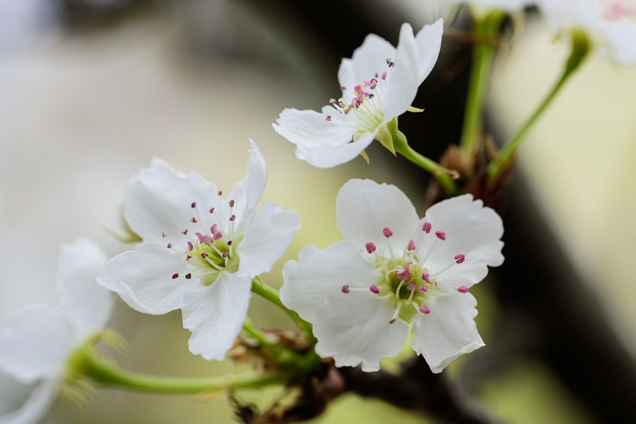 Best Plants for a Fragrant Moonlight Garden